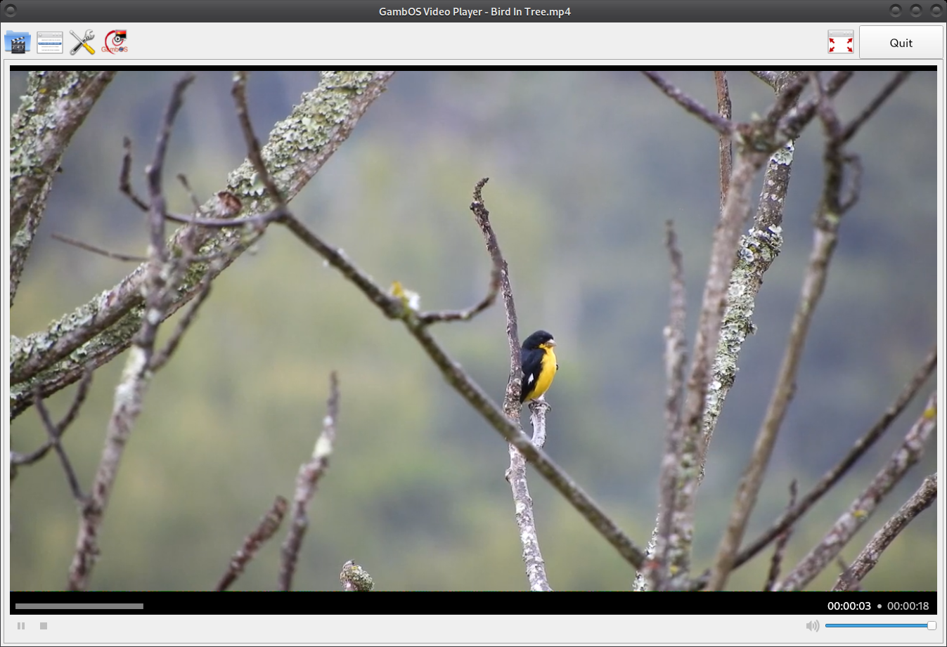 GambOSVideoPlayer.png